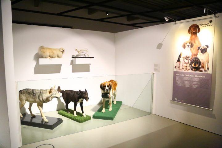PferdemuseumMünster-WolfHund-GittaGesing
