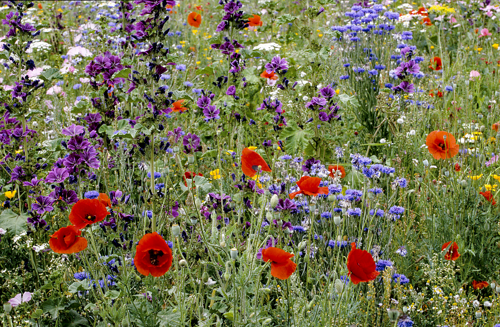 Foto einer Blumenwiese mit Mohn, Kornblumen, Malven, Kamille und wilde Möhre.