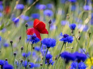 Mohn