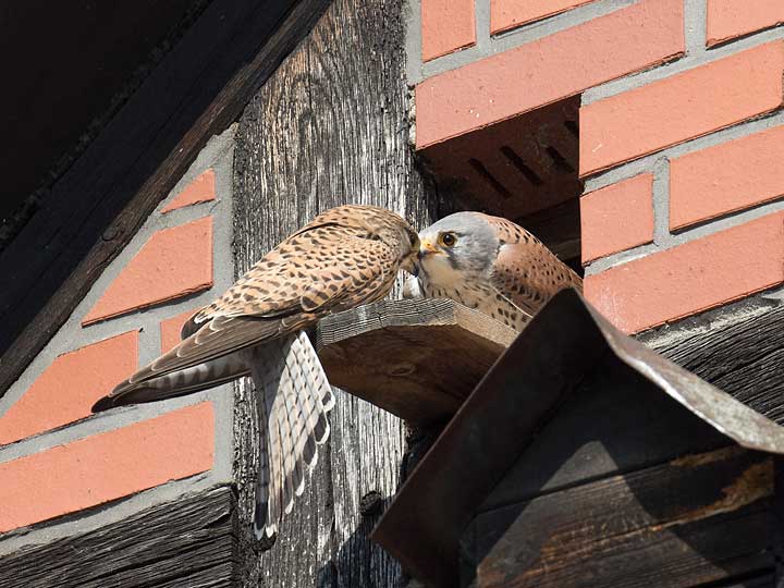 Foto: Turmfalken am Nistplatz (Margret Bunzel-Drüke)