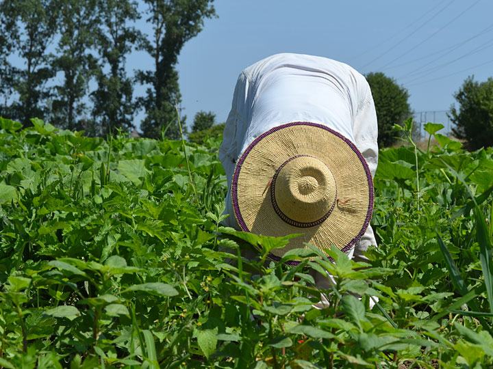 AbL-Seminar Vielfalt durch Solidarische Landwirtschaft